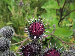 Arctium tomentosum