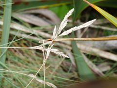 Festuca multinodis