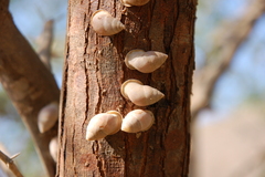 Euryptyxis latireflexa
