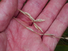 Festuca multinodis