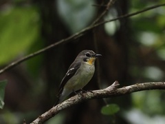 Ficedula zanthopygia