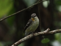 Ficedula zanthopygia