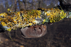 Auricularia auricula-judae