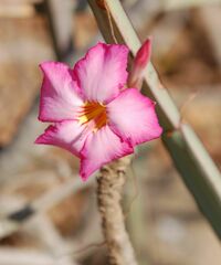 Adenium