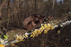 Auricularia auricula-judae