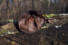 Auricularia auricula-judae