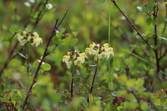 Pedicularis lapponica