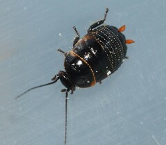 Ellipsidion australe