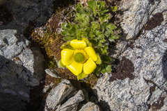 Ranunculus sericophyllus