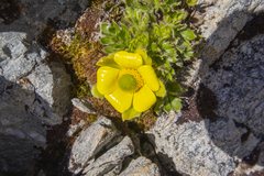 Ranunculus sericophyllus