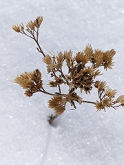 Achillea setacea