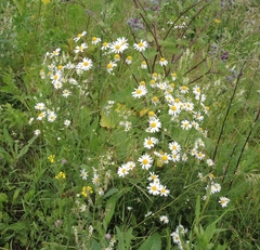 Tripleurospermum inodorum