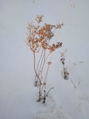 Filipendula stepposa