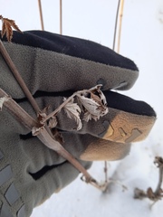 Filipendula stepposa