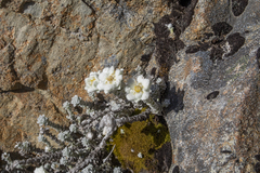 Leucogenes grandiceps