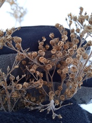 Filipendula stepposa