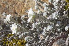 Leucogenes grandiceps