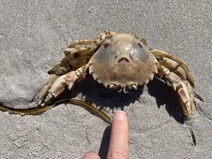 Ovalipes trimaculatus