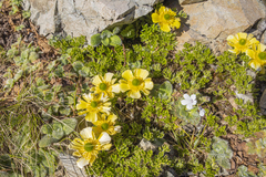Ranunculus sericophyllus