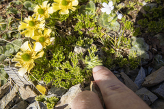 Ranunculus sericophyllus