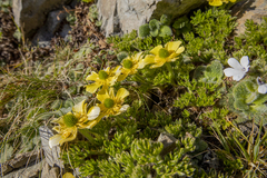 Ranunculus sericophyllus