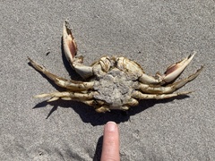 Ovalipes trimaculatus