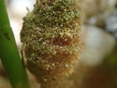 Densipora corrugata