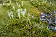 Coprosma perpusilla perpusilla