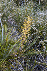Aciphylla crenulata