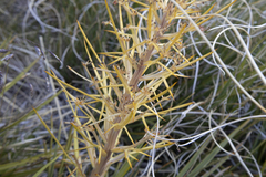 Aciphylla crenulata
