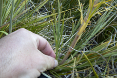 Aciphylla crenulata