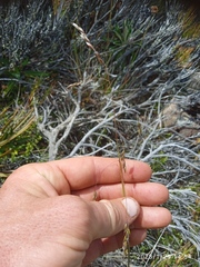 Anthoxanthum equisetum