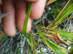 Anthoxanthum equisetum