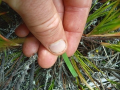 Anthoxanthum equisetum