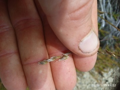 Anthoxanthum equisetum