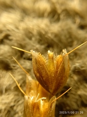 Anthoxanthum equisetum