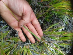 Anthoxanthum equisetum