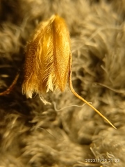 Anthoxanthum equisetum