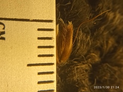 Anthoxanthum equisetum