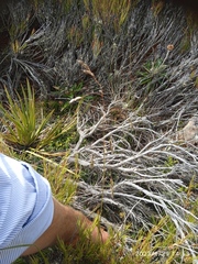 Anthoxanthum equisetum