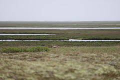 Cygnus columbianus bewickii