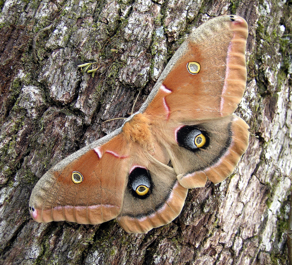 Polyphemus Moth Common Moth And Butterflies Of Indiana · Inaturalist