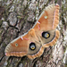 Antheraea polyphemus - Photo (c) Sean McCann, μερικά δικαιώματα διατηρούνται (CC BY-NC-SA)