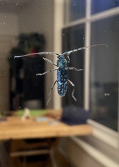 Phacodes