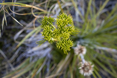 Aciphylla divisa