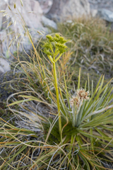 Aciphylla divisa