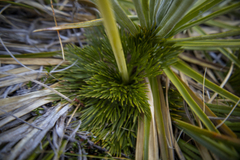 Aciphylla divisa