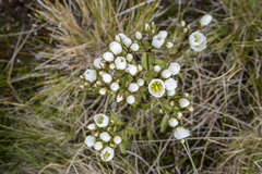 Gentianella corymbifera