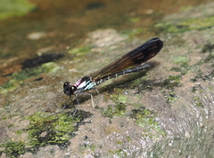 Heliocypha biseriata