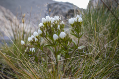 Gentianella corymbifera